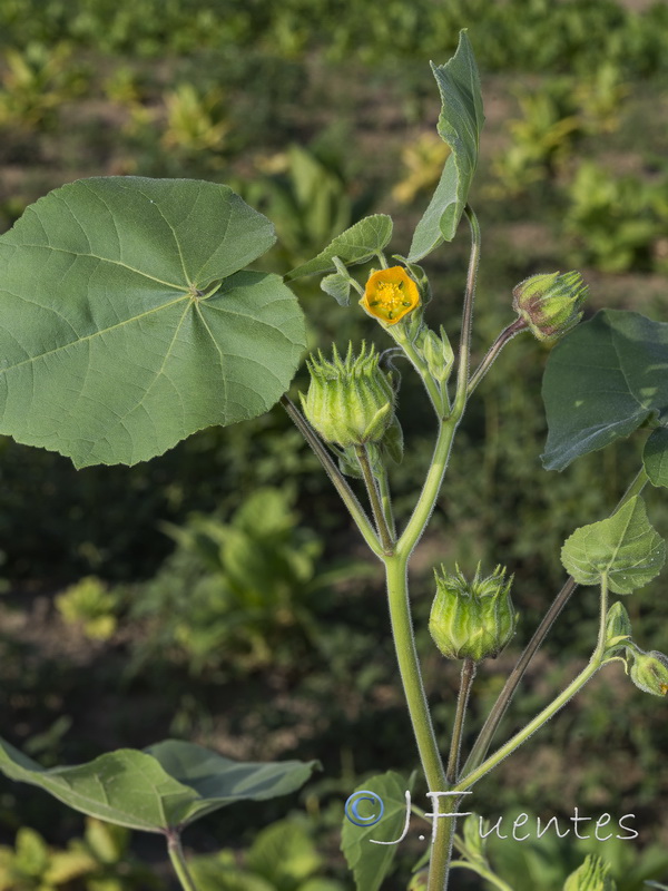 Abutilon theophrasti.04