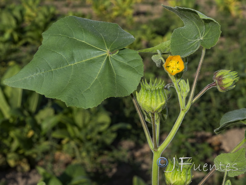Abutilon theophrasti.05