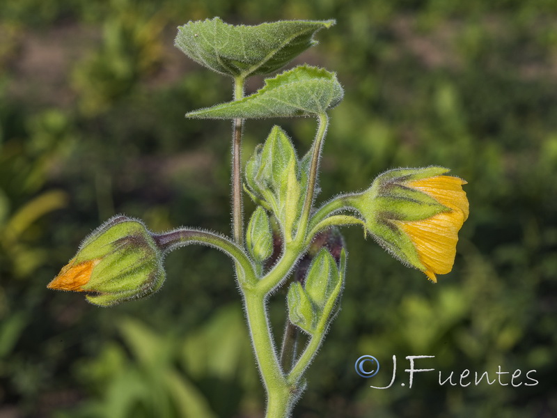 Abutilon theophrasti.07