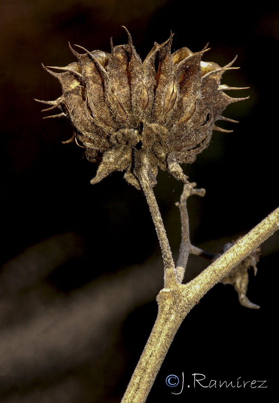 Abutilon theophrasti.08
