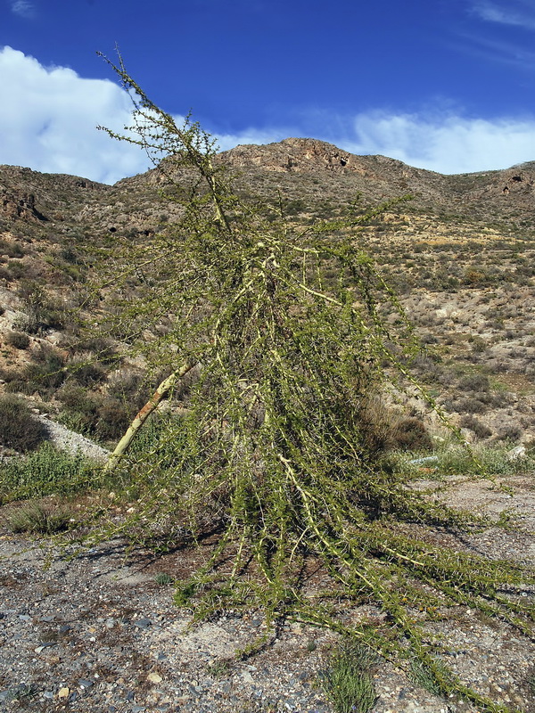 Acacia farnesiana.01
