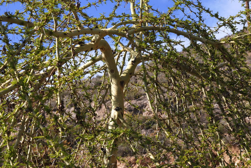 Acacia farnesiana.02