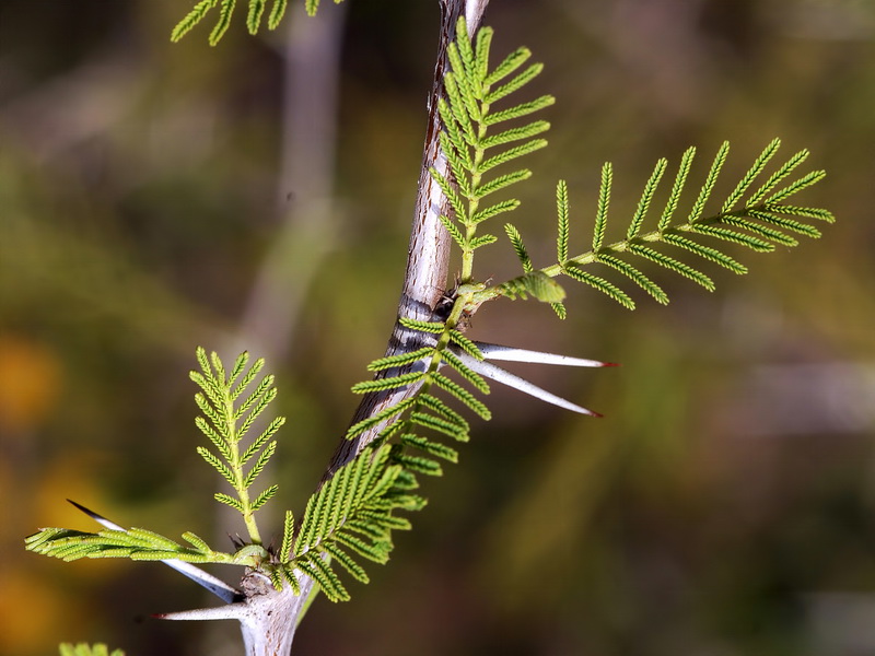 Acacia farnesiana.05