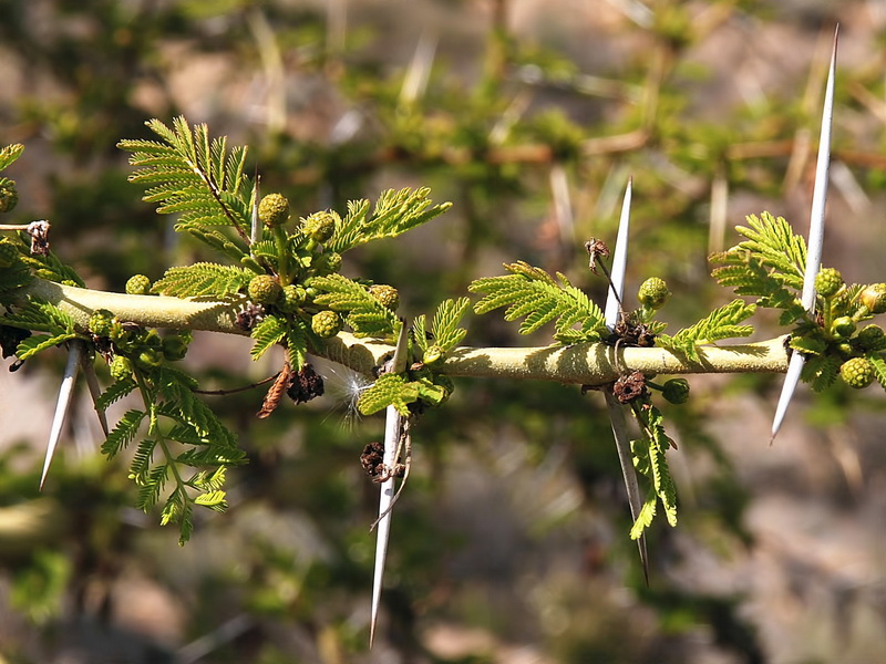 Acacia farnesiana.06