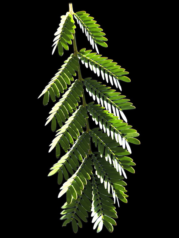 Acacia farnesiana.07
