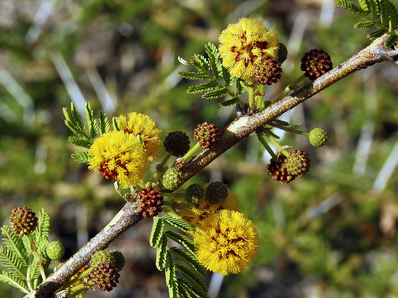 Acacia farnesiana.10