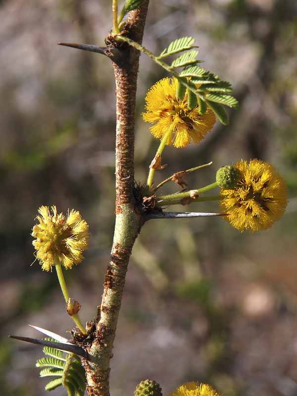 Acacia farnesiana.11