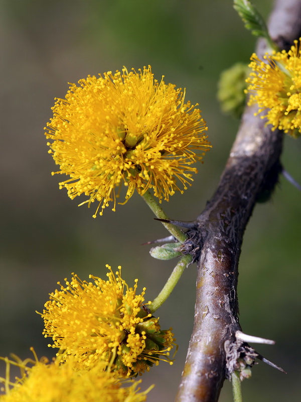 Acacia farnesiana.12