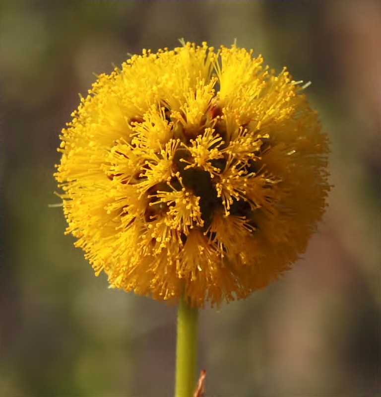 Acacia farnesiana.13