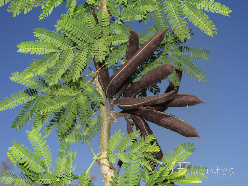 Acacia farnesiana.16