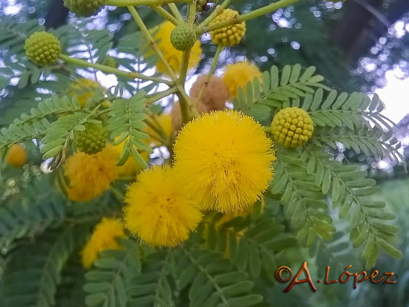 Acacia karroo.06