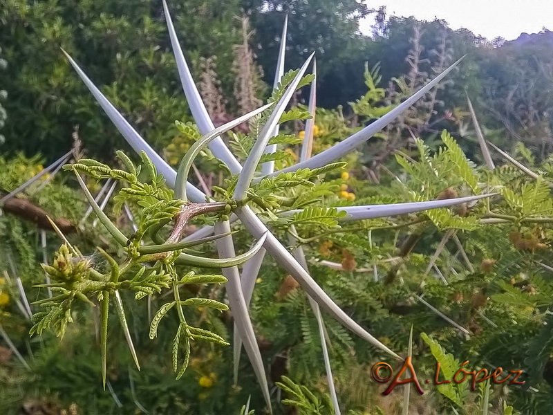 Acacia karroo.07