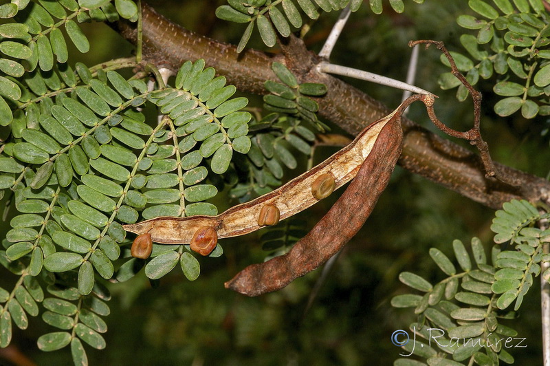 Acacia karroo.08