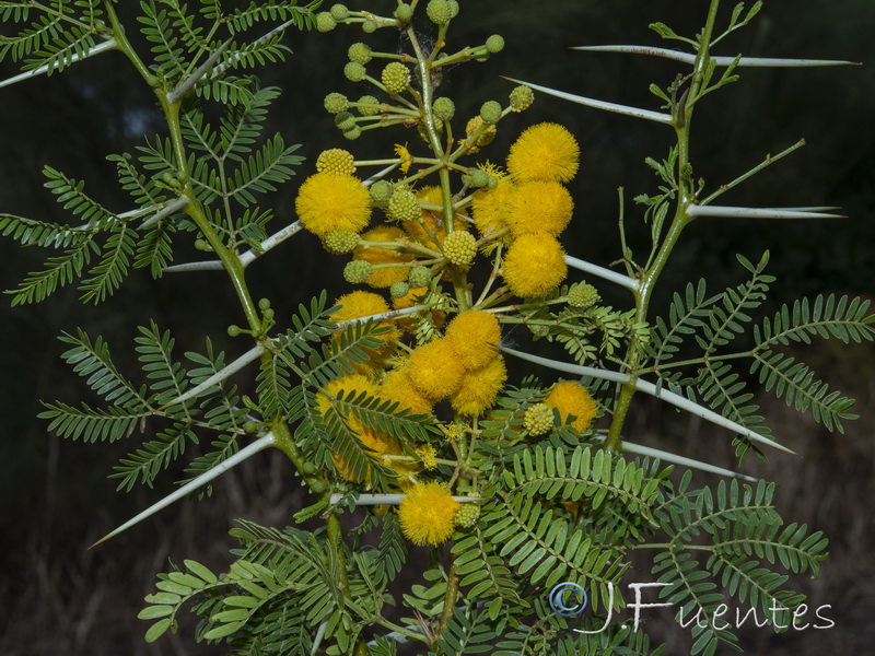 Acacia karroo.03