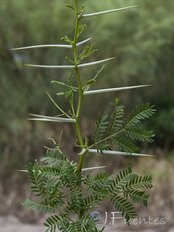 Acacia karroo.18