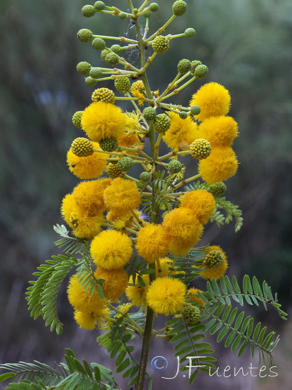 Acacia karroo.05