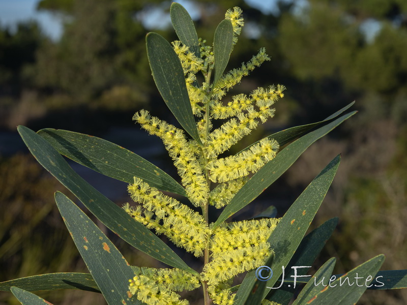 Acacia longifolia.02