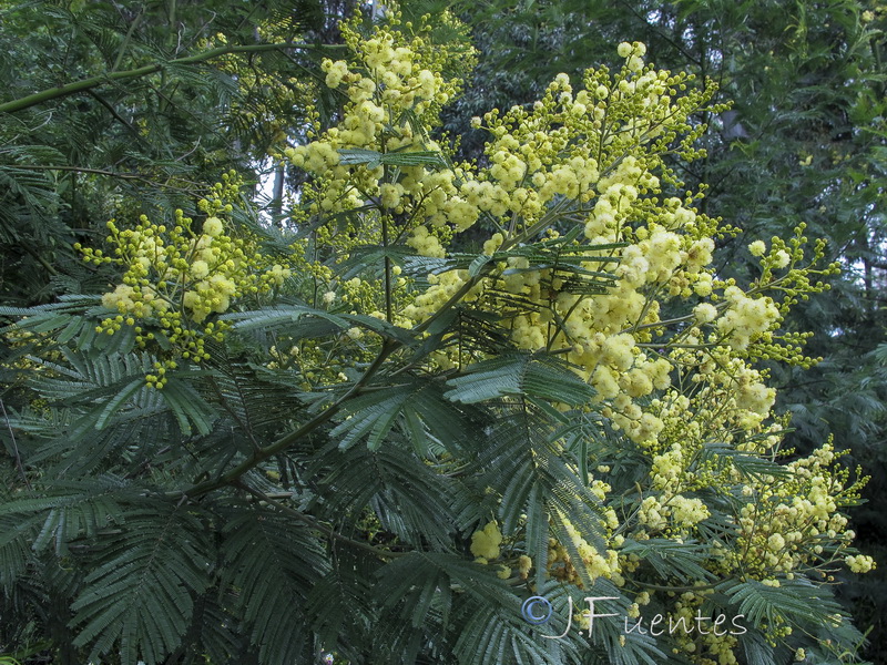 Acacia mearnsii.01