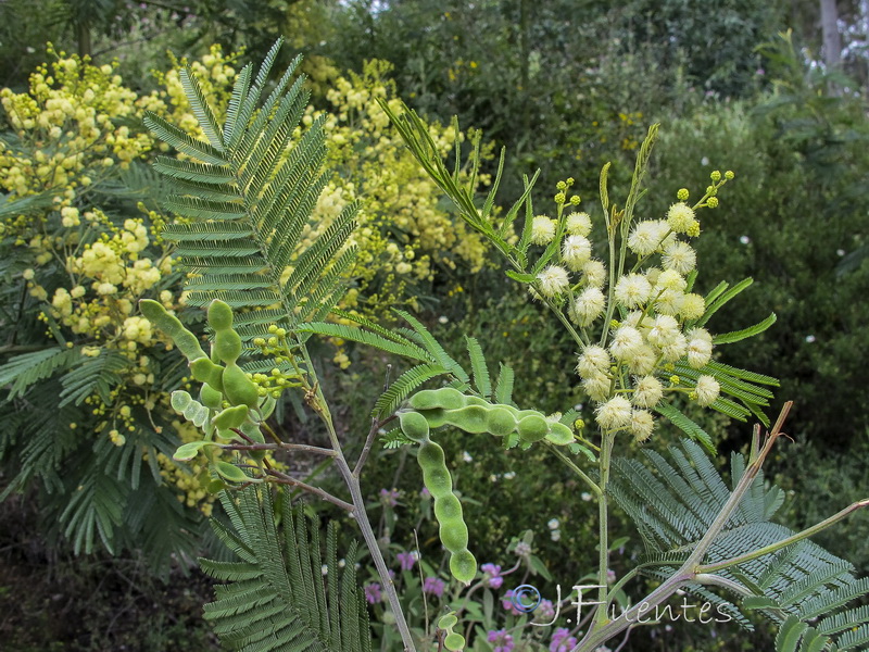 Acacia mearnsii.02