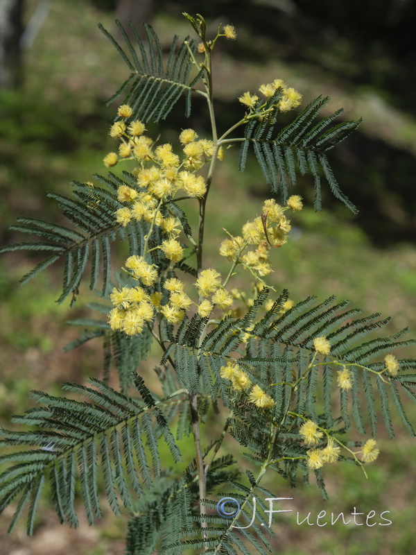 Acacia mearnsii.03