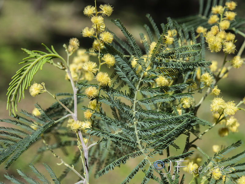 Acacia mearnsii.04