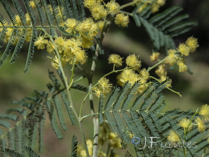 Acacia mearnsii.05