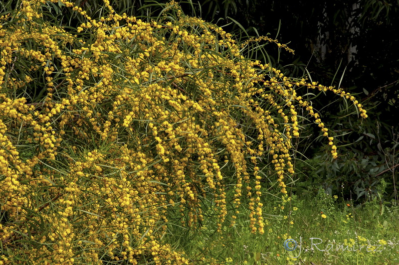 Acacia retinodes.05