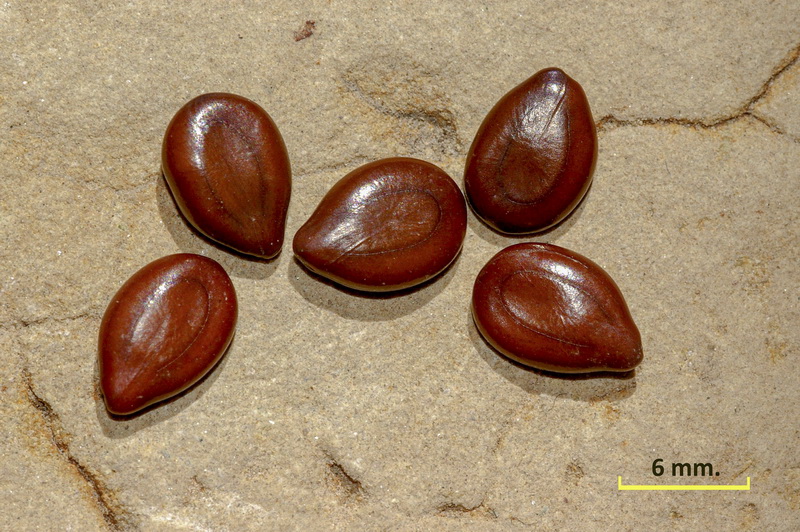 Acacia retinodes.06