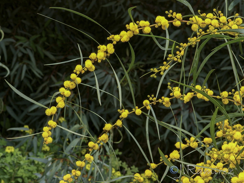 Acacia retinodes.09