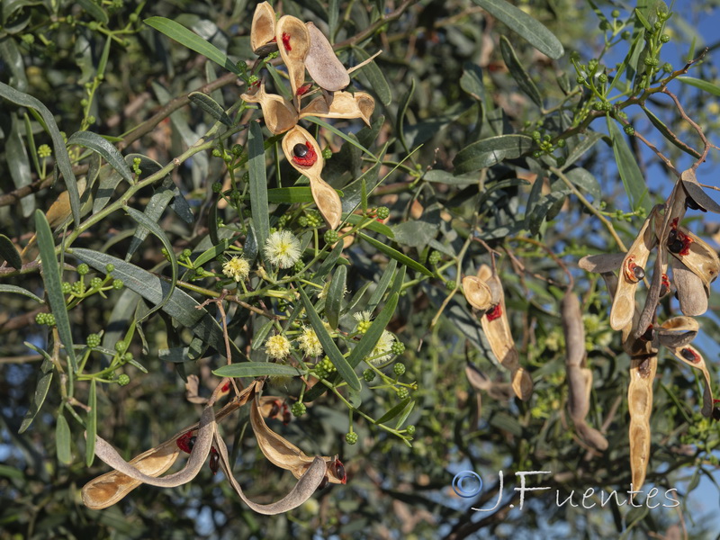 Acacia salicinai.02