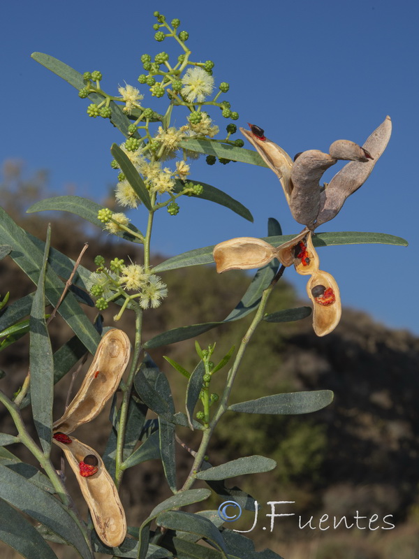 Acacia salicinai.04