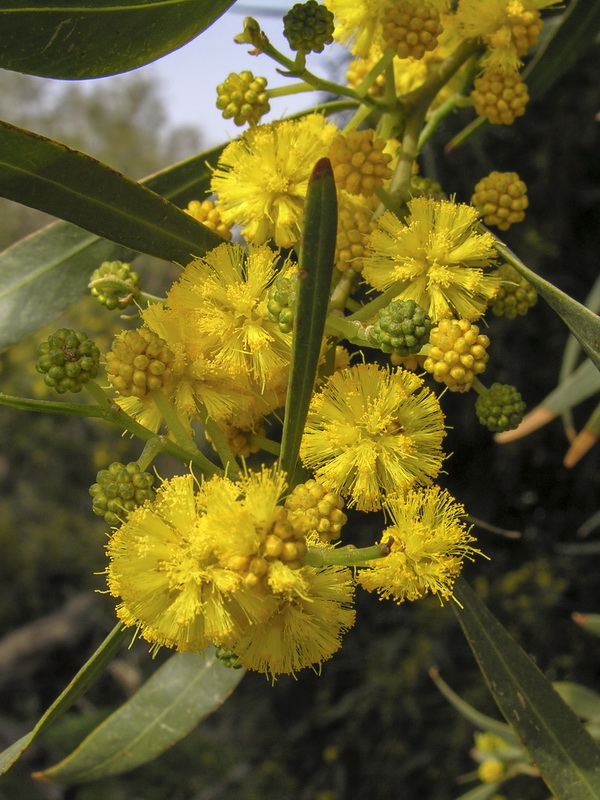 Acacia saligna.06