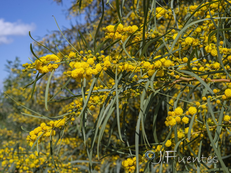 Acacia saligna.05