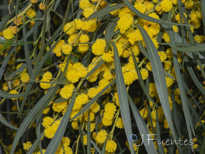Acacia saligna.14