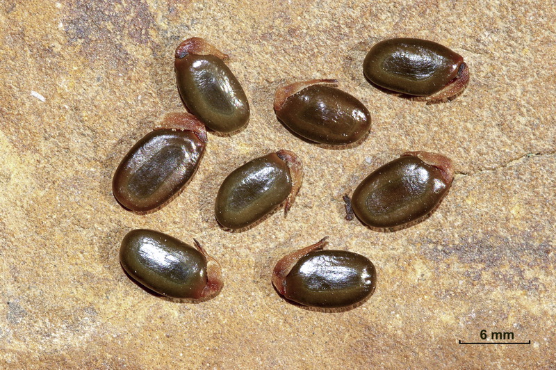 Acacia saligna18