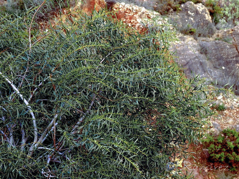 Acacia saligna20