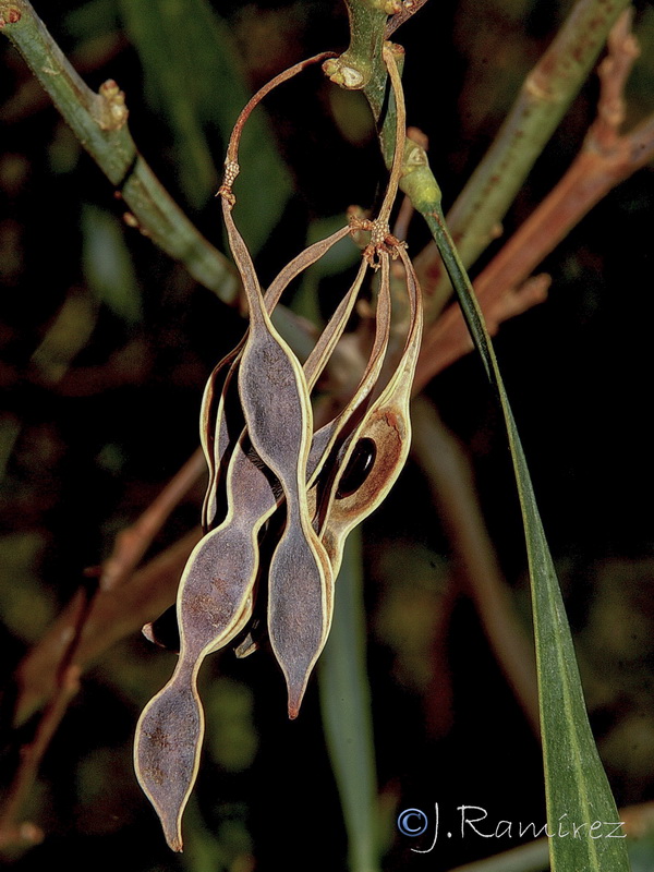 Acacia saligna25