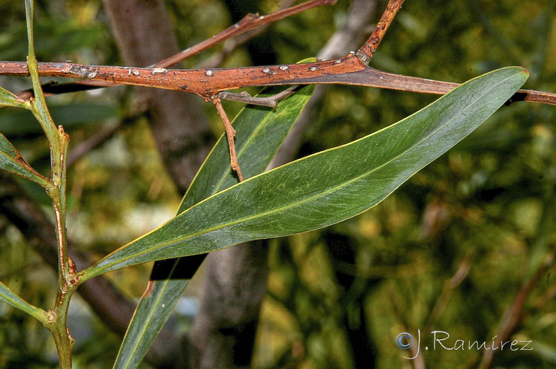 Acacia saligna26