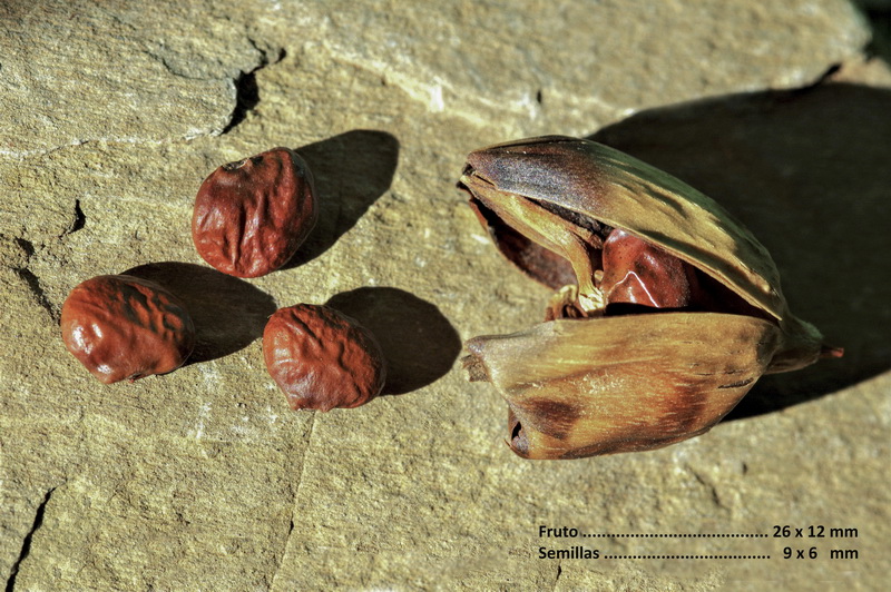 Acanthus mollis.21
