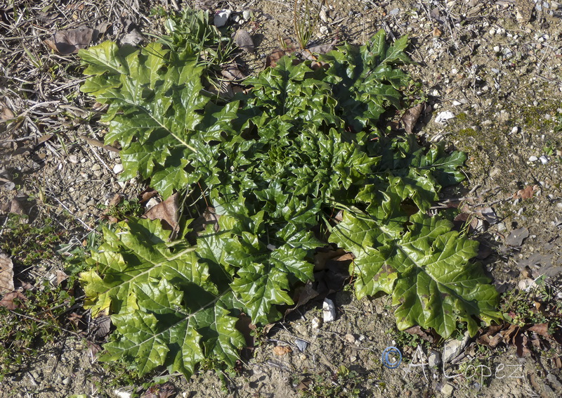 Acanthus mollis.23