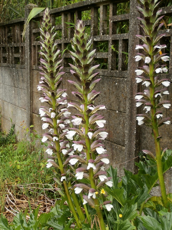 Acanthus mollis.01