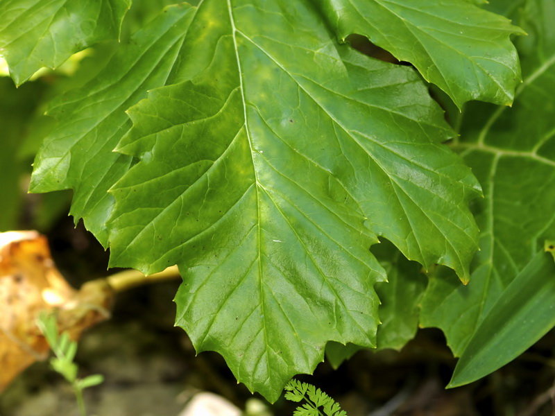 Acanthus mollis.04