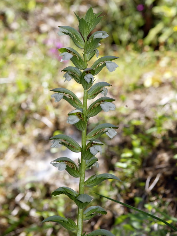 Acanthus mollis.05