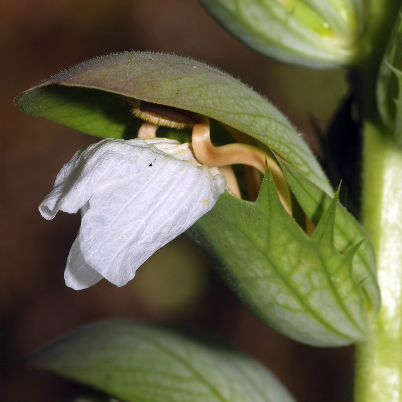 Acanthus mollis.06