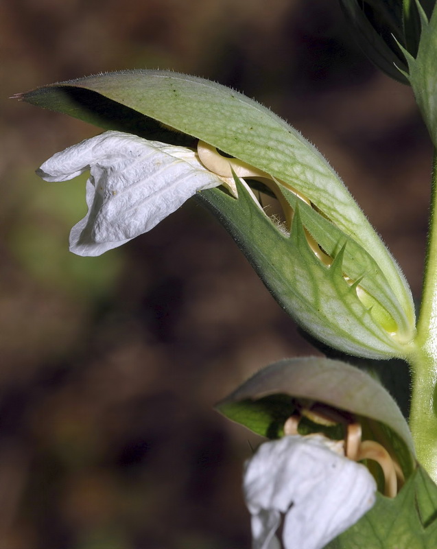 Acanthus mollis.08