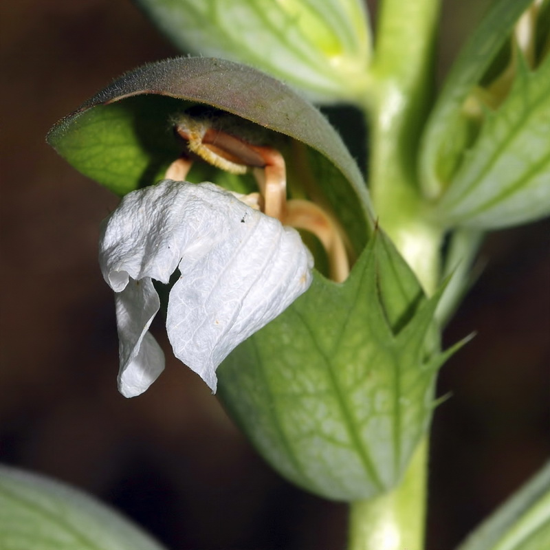 Acanthus mollis.09