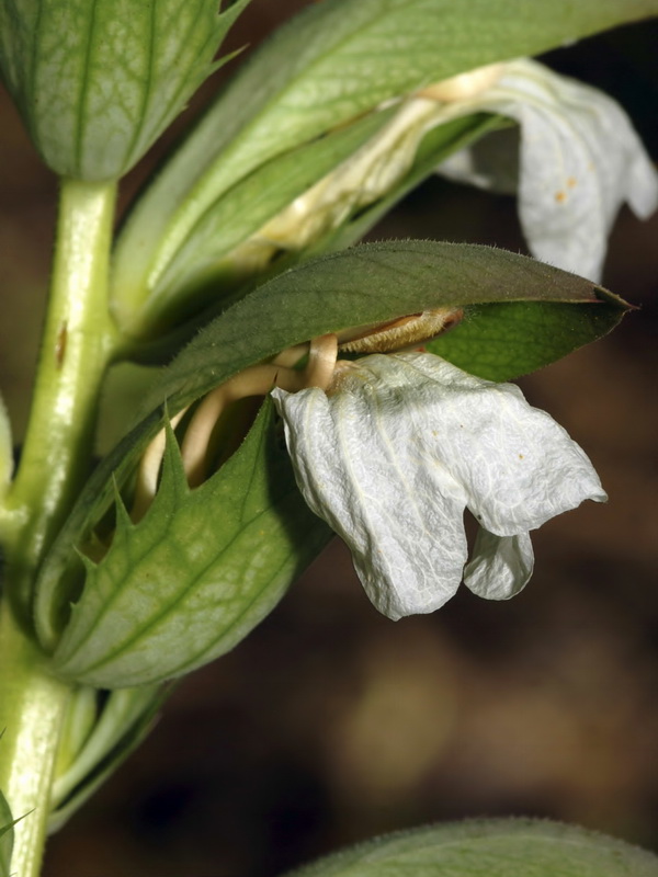 Acanthus mollis.10