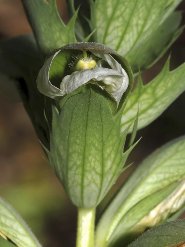 Acanthus mollis.11