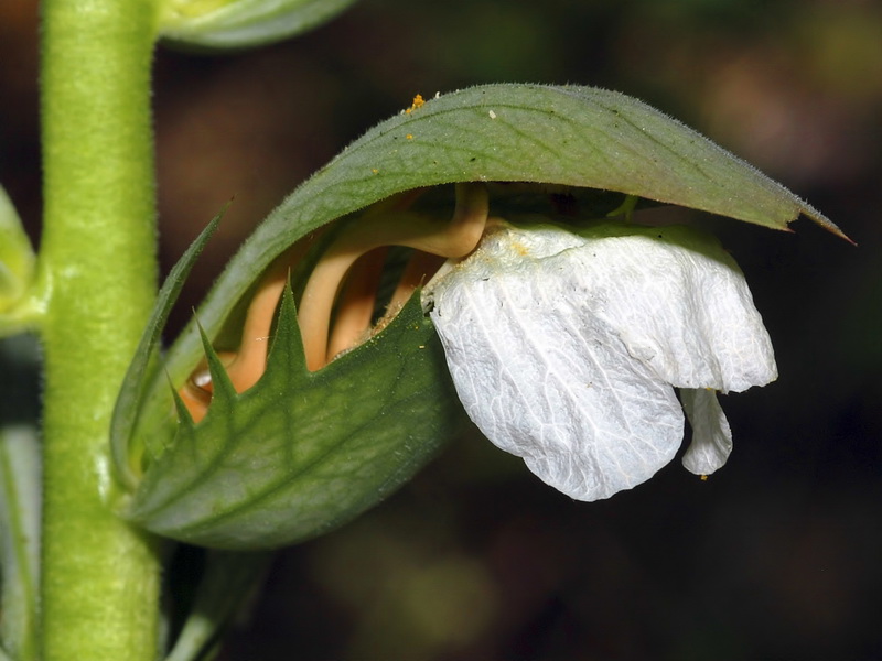 Acanthus mollis.12