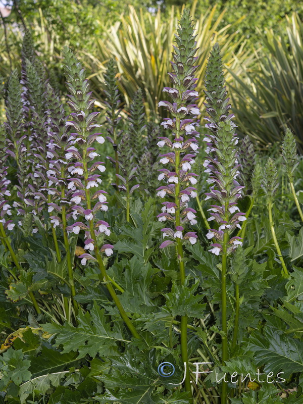 Acanthus mollis.16